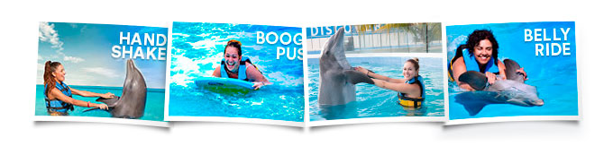 Activities adventure swim with dolphins