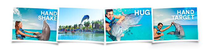 Programa nado delfines Dolphin Encounter