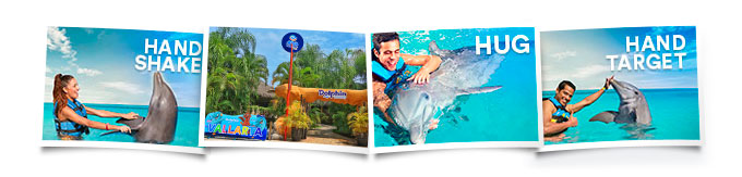 Comportamientos Dolphin Encounter